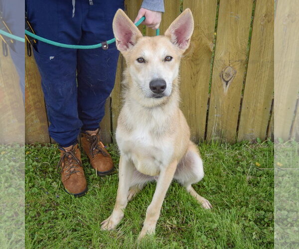 Medium Photo #5 Gerberian Shepsky Puppy For Sale in Huntley, IL, USA