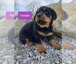 Small Photo #2 Rottweiler Puppy For Sale in COLUMBIA, MO, USA
