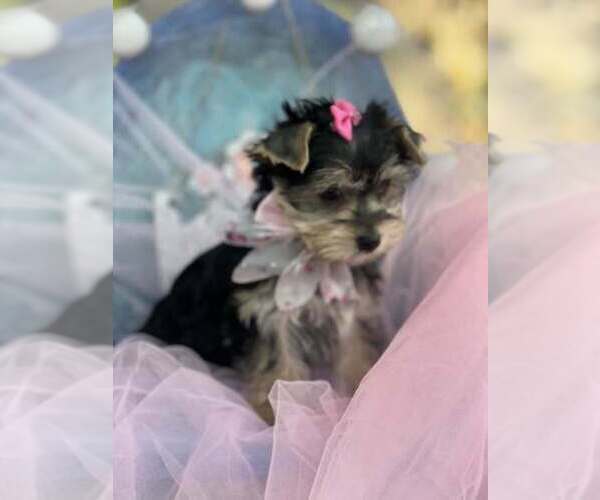 Medium Photo #5 Yorkshire Terrier Puppy For Sale in KEITHVILLE, LA, USA