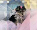 Sugar - Female Yorkshire Terrier Puppy for Sale - Photo #5