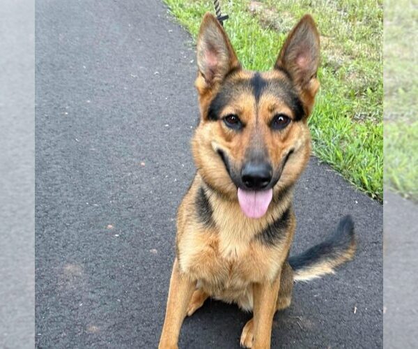 Medium Photo #1 German Shepherd Dog Puppy For Sale in Spring Lake, NC, USA