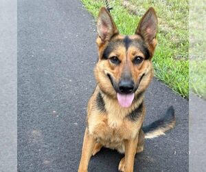 German Shepherd Dog Dogs for adoption in Spring Lake, NC, USA