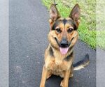 Small German Shepherd Dog