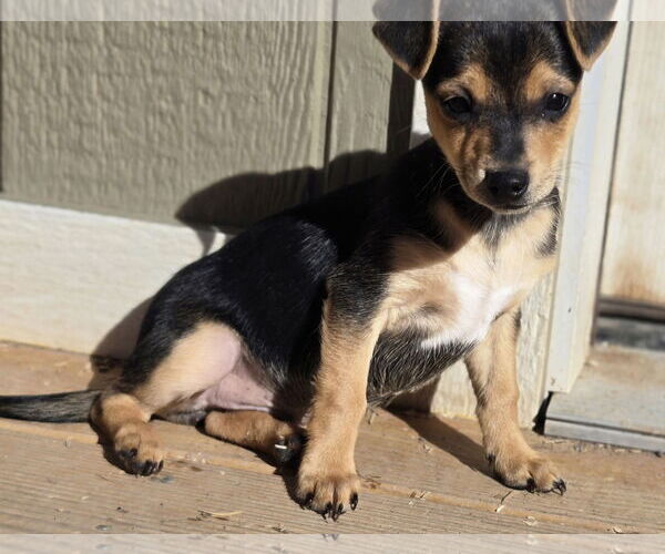 Medium Photo #2 Chihuahua-Norfolk Terrier Mix Puppy For Sale in Peralta, NM, USA