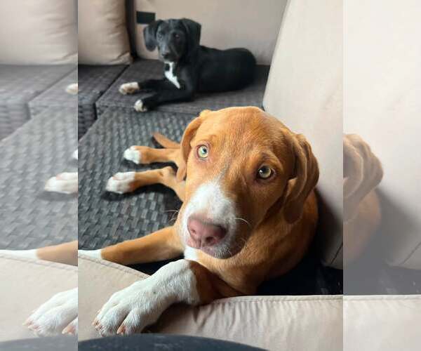 Medium Photo #6 Mutt Puppy For Sale in Mount Laurel, NJ, USA