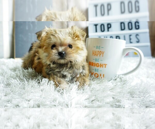 Medium Photo #7 Yorkshire Terrier Puppy For Sale in FULLERTON, CA, USA