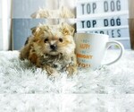Small Photo #7 Yorkshire Terrier Puppy For Sale in FULLERTON, CA, USA