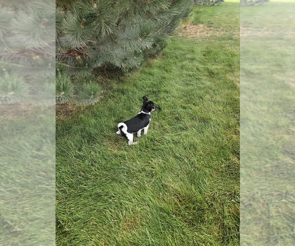 Medium Photo #5 Rat Terrier Puppy For Sale in ELLENSBURG, WA, USA