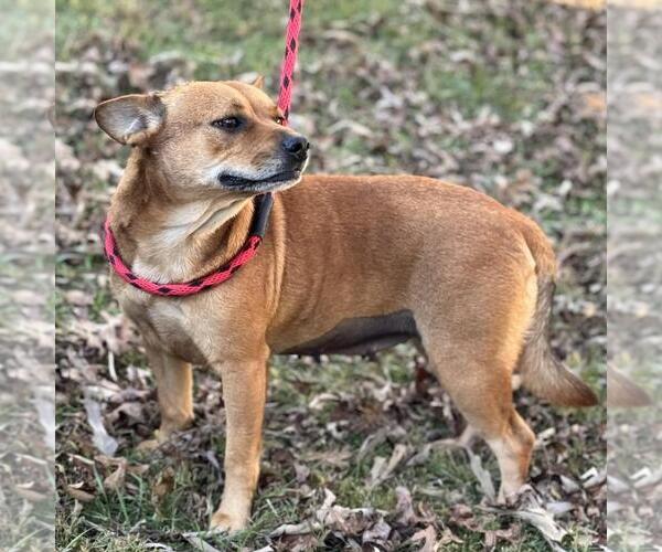 Medium Photo #3 Mutt Puppy For Sale in Yardley, PA, USA