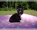 Small Photo #18 Boston Terrier Puppy For Sale in MONROE, NH, USA