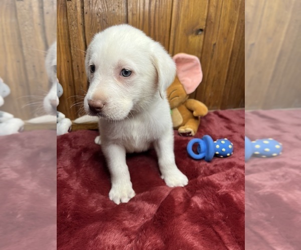 Medium Photo #7 Labrador Retriever Puppy For Sale in NEOLA, WV, USA