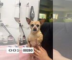 Small #2 Chihuahua Mix