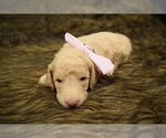 Puppy Ms Pink Poodle (Standard)