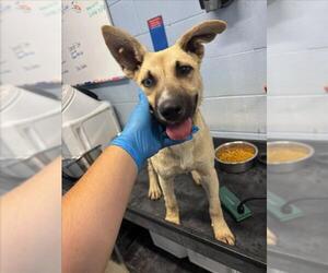 German Shepherd Dog Dogs for adoption in Woodland, CA, USA