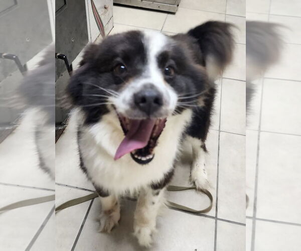 Medium Photo #1 Border Collie-Unknown Mix Puppy For Sale in Pottstown, PA, USA