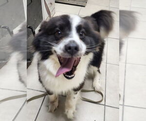 Border Collie-Unknown Mix Dogs for adoption in Pottstown, PA, USA