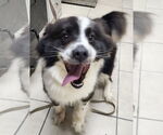 Small Border Collie Mix