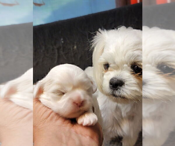 Medium Photo #2 Shih Tzu Puppy For Sale in FANNING SPGS, FL, USA
