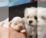 Small #1 Shih Tzu