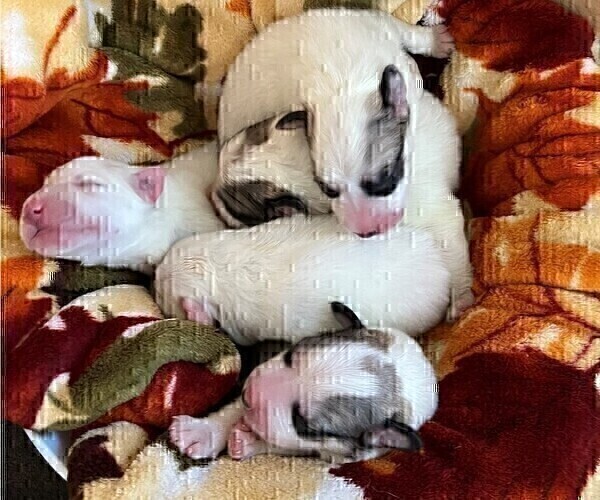 Medium Photo #10 Great Pyrenees Puppy For Sale in MOUNT AIRY, NC, USA