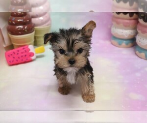 Morkie Puppy for sale in LAS VEGAS, NV, USA