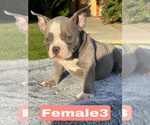 Small #9 American Bully