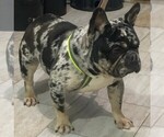 Small Photo #1 French Bulldog Puppy For Sale in GOSHEN, IN, USA