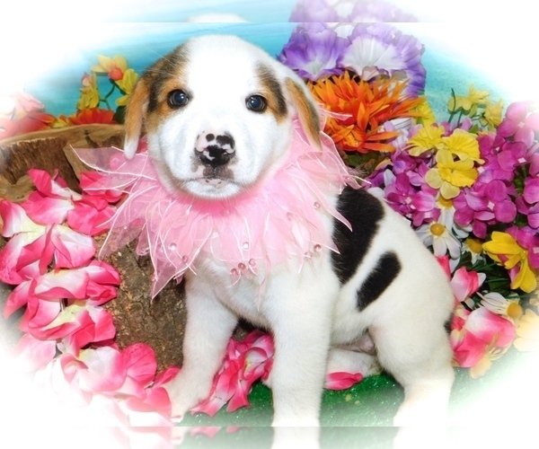 View Ad Mutt Puppy for Sale near Indiana, HAMMOND, USA. ADN210121
