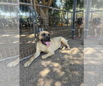 Small #4 Mastiff