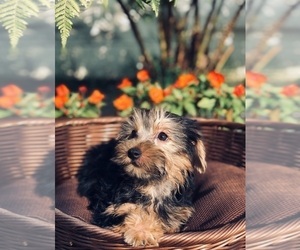 Medium Yorkshire Terrier