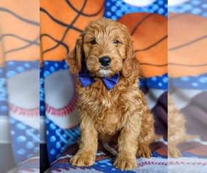Goldendoodle (Miniature) Puppy for sale in QUARRYVILLE, PA, USA
