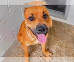 Small #1 American Pit Bull Terrier Mix