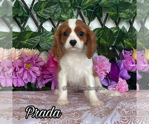Cavalier King Charles Spaniel Puppy for sale in MIAMI, FL, USA