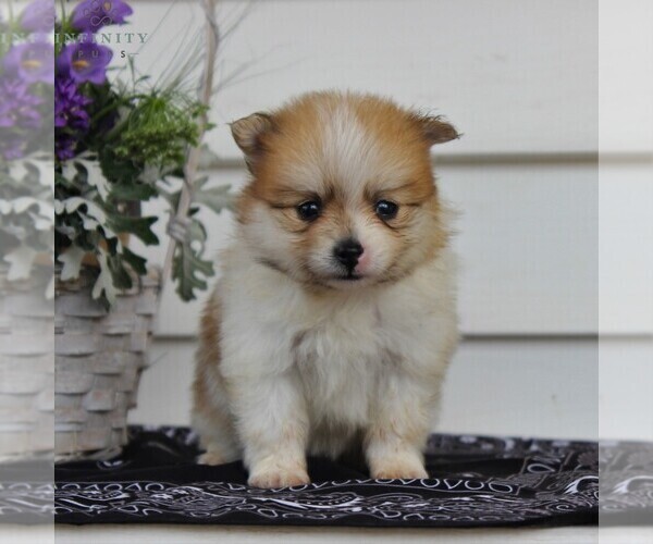 Medium Photo #3 Pomeranian Puppy For Sale in EAST EARL, PA, USA