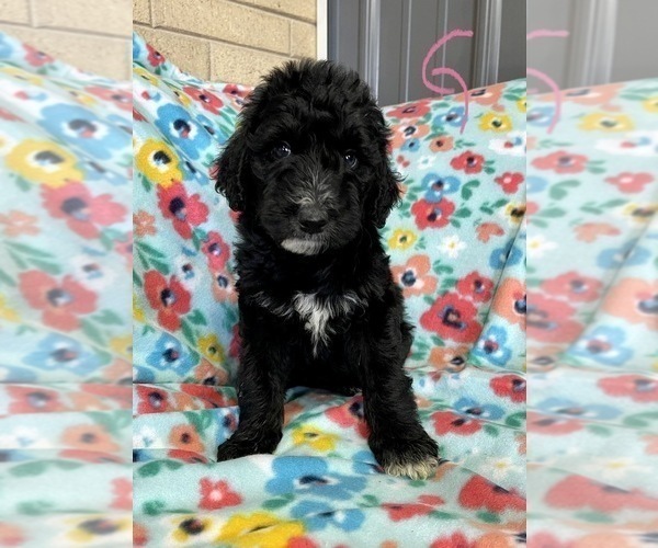Medium Photo #1 Bernedoodle Puppy For Sale in ROANOKE, IL, USA
