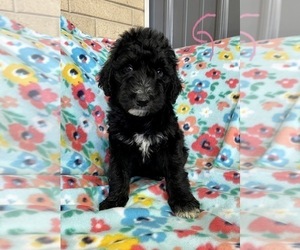 Bernedoodle Puppy for sale in ROANOKE, IL, USA