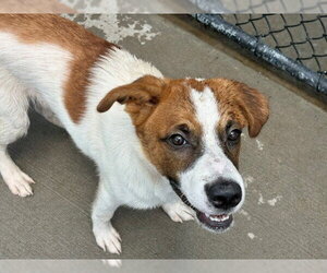 Saint Bernard-Unknown Mix Dogs for adoption in Tulsa, OK, USA