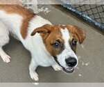 Small Saint Bernard Mix