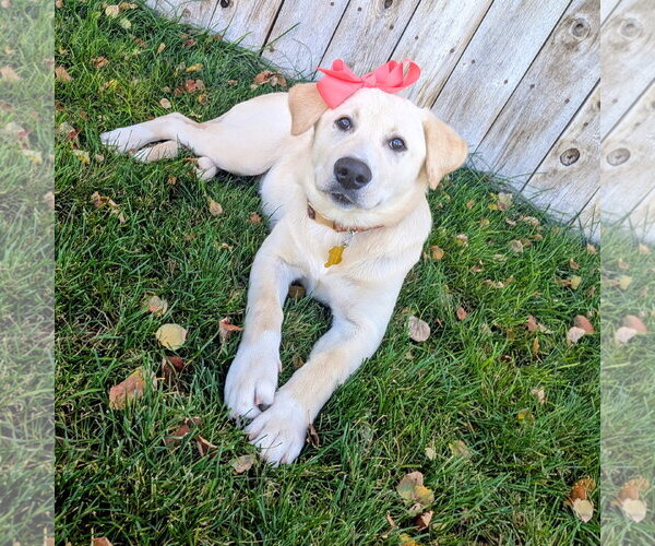 Medium Photo #14 Labrador Retriever-Unknown Mix Puppy For Sale in Sandy, UT, USA