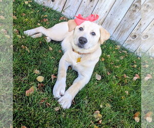 Nalaa - Female Labrador Retriever-Unknown Mix Dog for Adoption - Photo #14