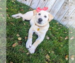 Small Photo #14 Labrador Retriever-Unknown Mix Puppy For Sale in Sandy, UT, USA