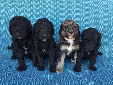 Medium Photo #1 Poodle (Standard) Puppy For Sale in ORION, IL, USA