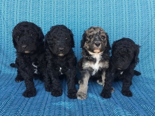 Poodle (Standard) Puppy for sale in ORION, IL, USA