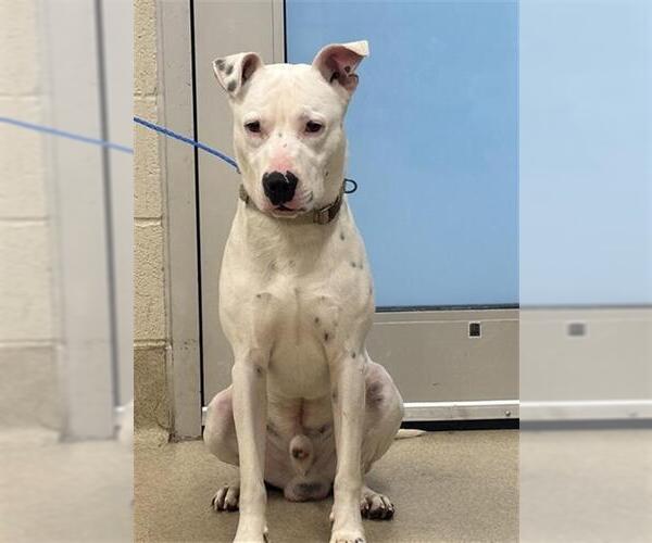 Medium Photo #1 American Staffordshire Terrier-Unknown Mix Puppy For Sale in Grand Prairie, TX, USA