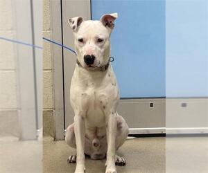 American Staffordshire Terrier-Unknown Mix Dogs for adoption in Grand Prairie, TX, USA