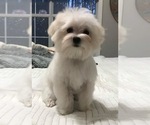 Small Photo #1 Maltese Puppy For Sale in MCDONOUGH, GA, USA