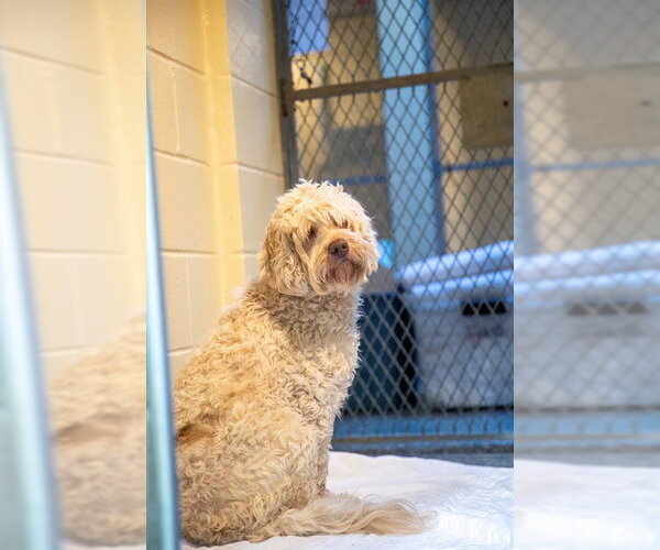 Medium Photo #1 Poodle (Miniature)-Portuguese Water Dog Mix Puppy For Sale in Boston, MA, USA