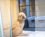 Small Poodle (Miniature)-Portuguese Water Dog Mix