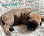 Small #2 Mastiff