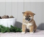 Small Photo #2 Shiba Inu Puppy For Sale in APPLE CREEK, OH, USA